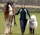 reallifehorsegirl
