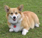 corgi