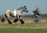 dutchdraft1