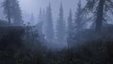 foggy forest