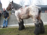 belgiandraft1