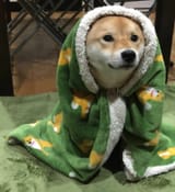 comfykoiro