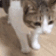 catgif09