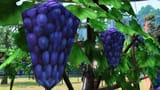 grape