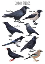 Corvids