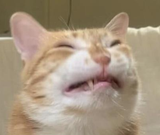 5342646