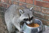 racoon-eating-cat-food_James-R-Poston_Shutterstock[1]