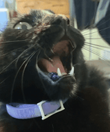 scaredcat