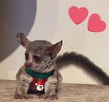FUCKING MONKEY