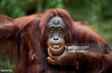 gettyimages-899747778-612x612