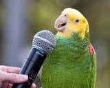 budgie mic