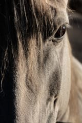 Stare