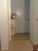 scared doggie