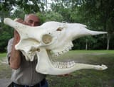 giraaffeskullmain_1591_large