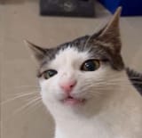 1753453017782176