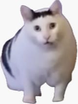 1732286360900795