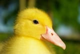 duck-2434949_1280