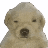 jotchua-dog
