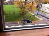 squirrel tries breaking into man&#039;s car