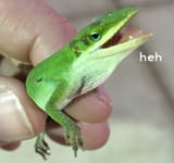heh