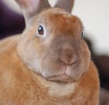 Rabbit