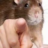 rat pointing
