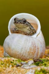 fwog_has_wares