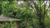 noatreewasknockedontomyroof