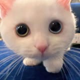 kitty