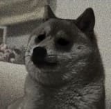 doge pain