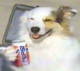 dogpepsi