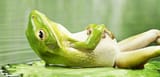relaxed-frog-1