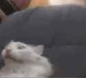 funnywhitecat-catemote_thumb.jpg