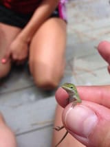 disLizard