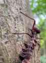 caterpillar_thumb.jpg