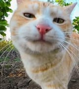 catamprh