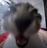 CrazyCat