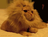 lion or some shit