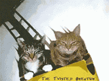 rollercoaster-cats