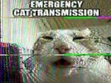 emergency_cat_transmission
