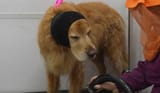 muslim dog