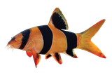 clownloach3