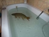 le fish