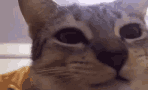 ChewingCat