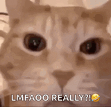 orange-cat-laughing