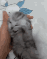 cat-pain
