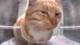side_eye_cat