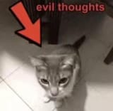 1733556804267872