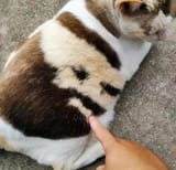 Zangief Cat