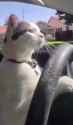 I drive_thumb.jpg